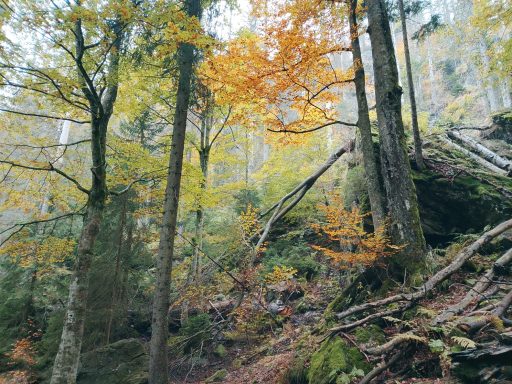 Verzauberte Vielfalt