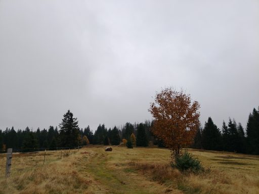 Wiese im bayerischen Herbst