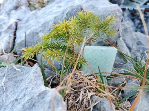 Kontrast zur organischen Umgebung